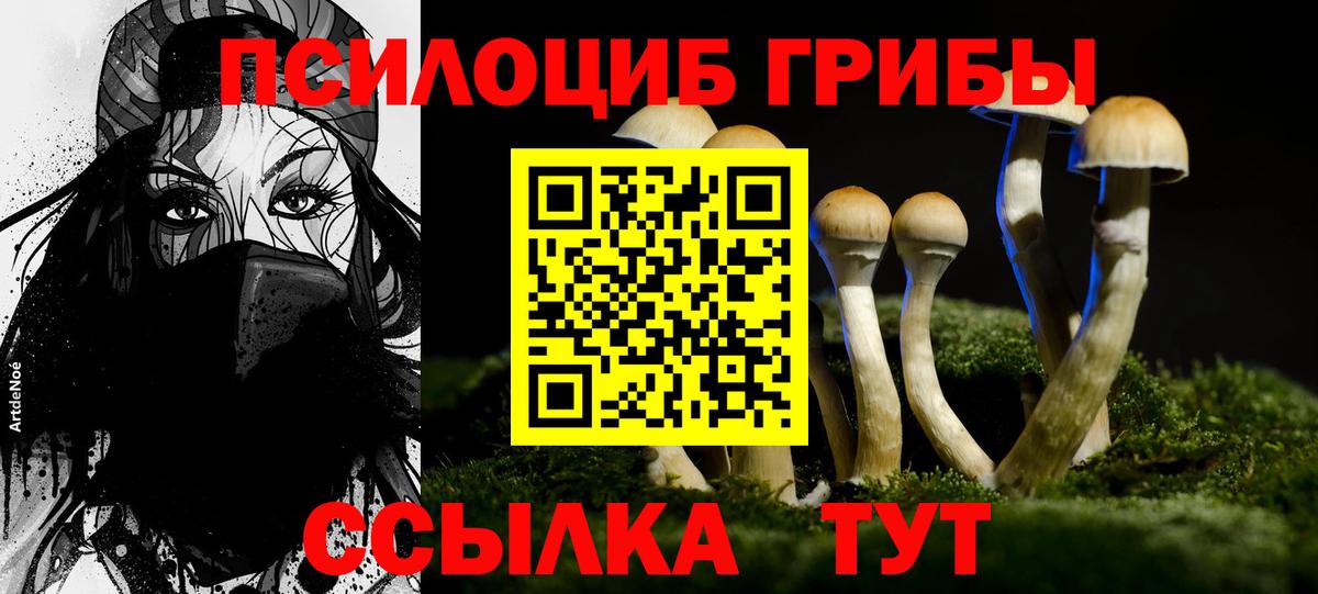 Псилоцибиновые грибы Psilocybe Кандалакша